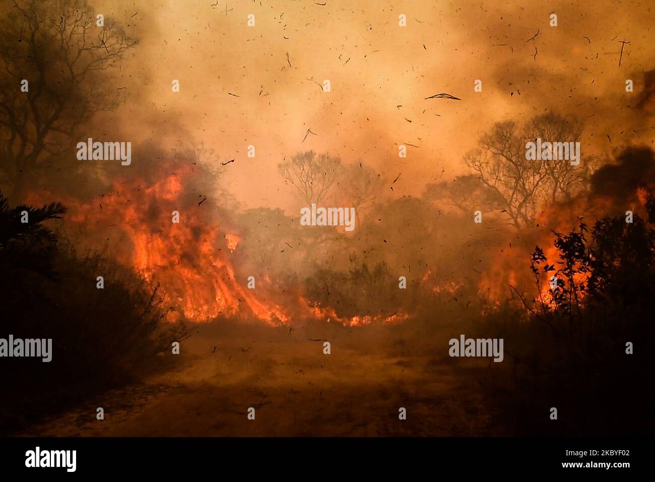 Out of control forest fire burns the area of the Brazilian Pantanal in rural Pocone, Mato Grosso, Brazil, on August 19, 2020 in the largest fire ever recorded in the rich biome The brazilian Pantanal - one of the largest tropical floodplains in the world - is suffering since the end of July with the worst wildfires in its registered history. More than 12%, or 16.500 sq. km (almost the size of Kuweit) has already been burned, and the situation may get better only in October, when it's expected to rain. (Photo by Gustavo Basso/NurPhoto) Stock Photo