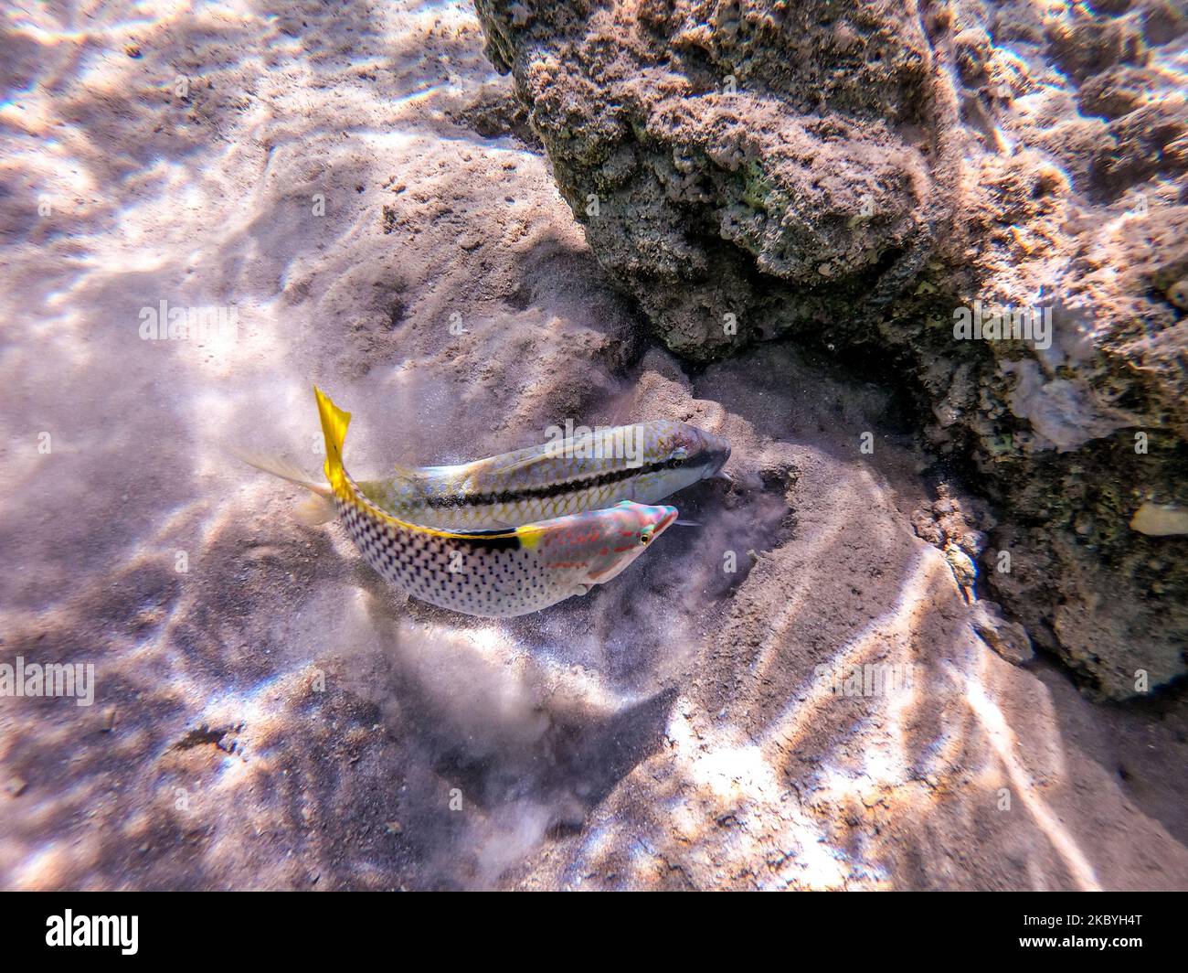 Tropical Forsskal goatfish known as Parupeneus forskali and Checkerboard wrasse known as Halichoeres hortulanus underwater on sand sea bottom at the Stock Photo