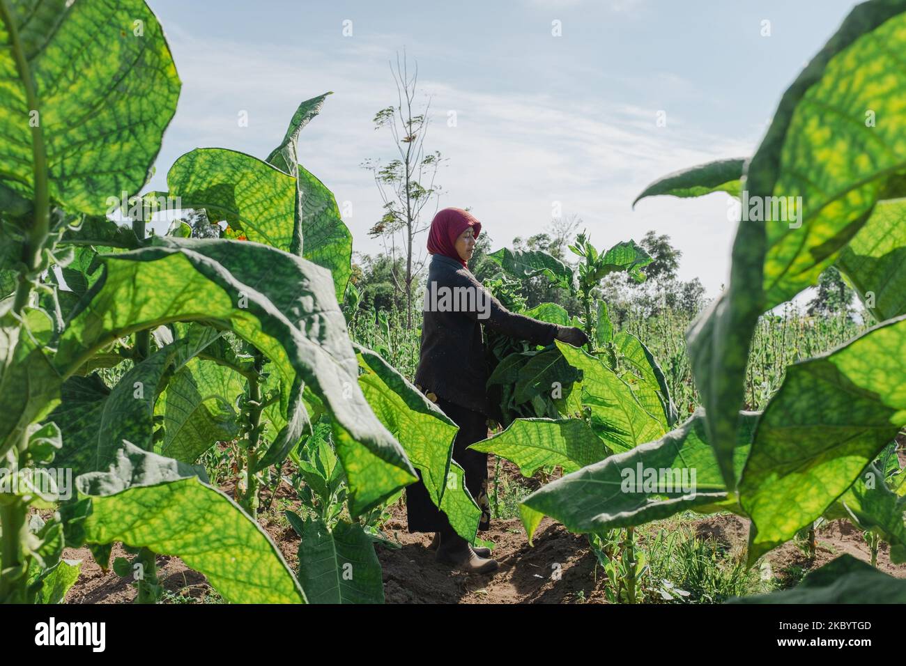 A farmer harvests tobacco leaves at Batur village, Semarang Regency, Central Java, Indonesia on September 14, 2020. (Photo by Galih Yoga/NurPhoto) Stock Photo