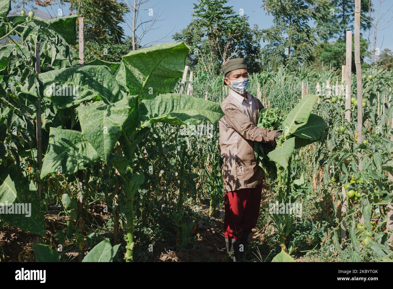 A farmer harvests tobacco leaves at Batur village, Semarang Regency, Central Java, Indonesia on September 14, 2020. (Photo by Galih Yoga/NurPhoto) Stock Photo