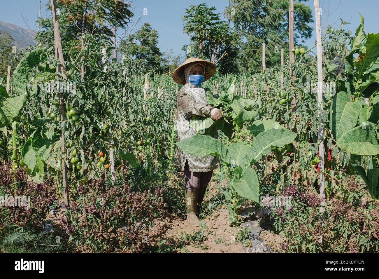 A farmer harvests tobacco leaves at Batur village, Semarang Regency, Central Java, Indonesia on September 14, 2020. (Photo by Galih Yoga/NurPhoto) Stock Photo