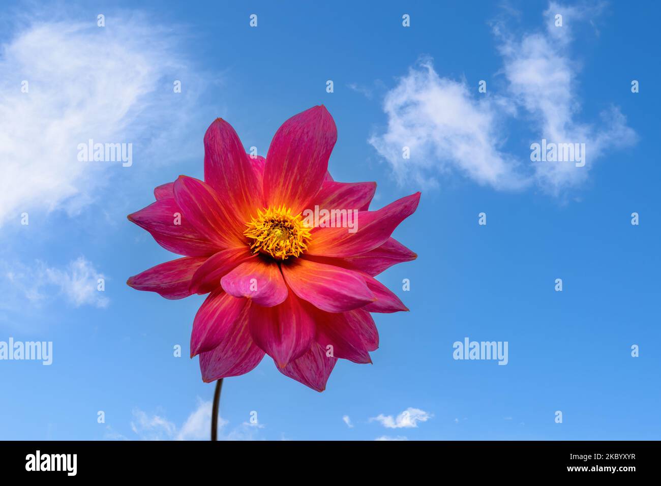 Closeup of a dahnlia flower blossom against blue sky Stock Photo
