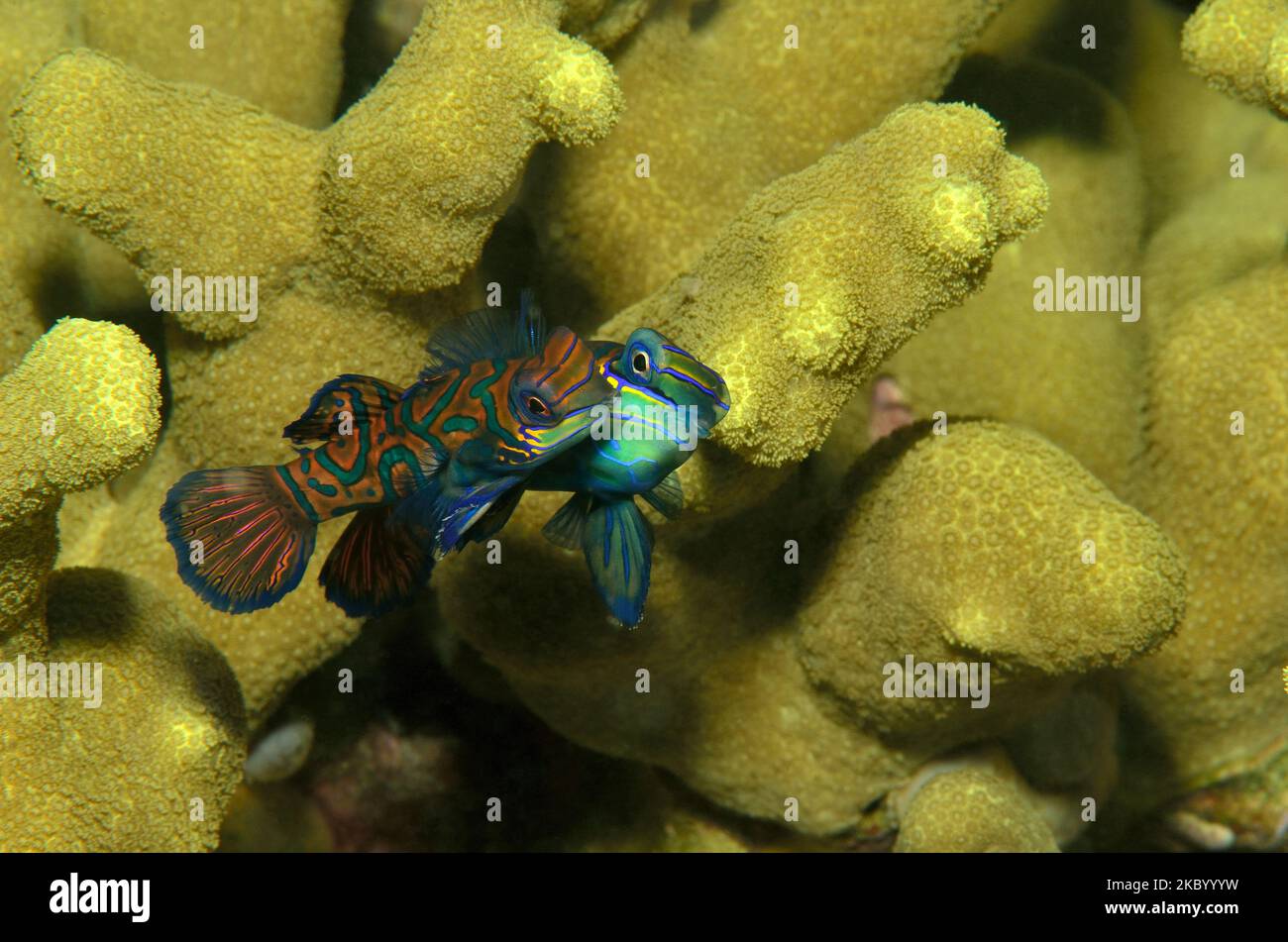 Synchiropus splendidus, Mandarinfisch, mandarinfish, mandarin dragonet, spawning behaviour Stock Photo