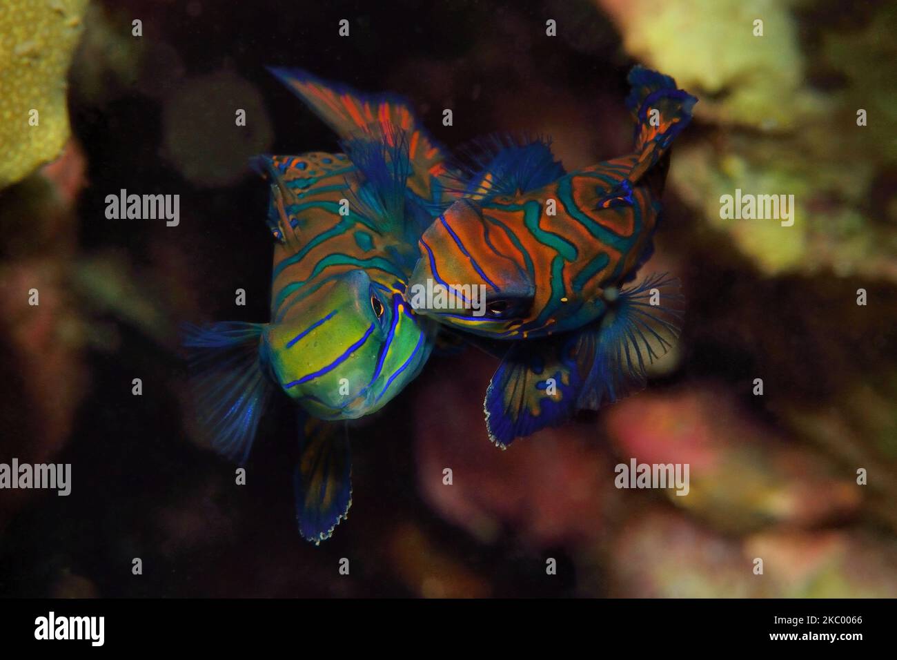 Synchiropus splendidus, Mandarinfisch, mandarinfish, mandarin dragonet, spawning behaviour Stock Photo