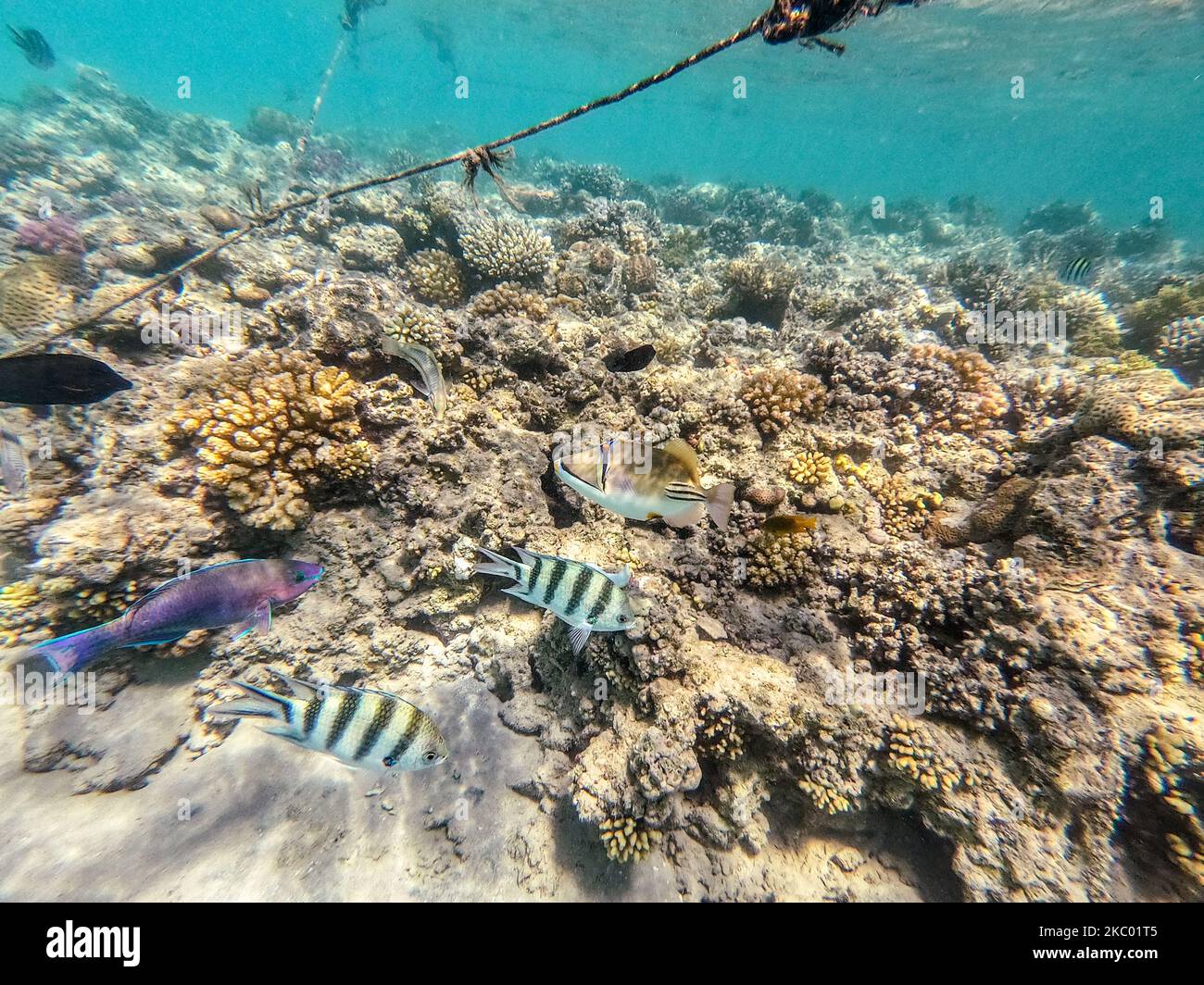 Colorful tropical Rhinecanthus assasi fish or Picasso trigger fish underwater at the coral reef. Underwater life of reef with corals and tropical fish Stock Photo