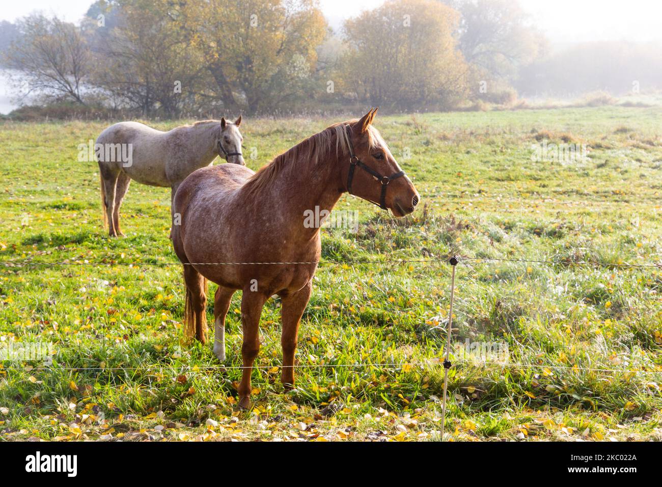 Two horses grazing on autumn morning pasture. Stock Photo