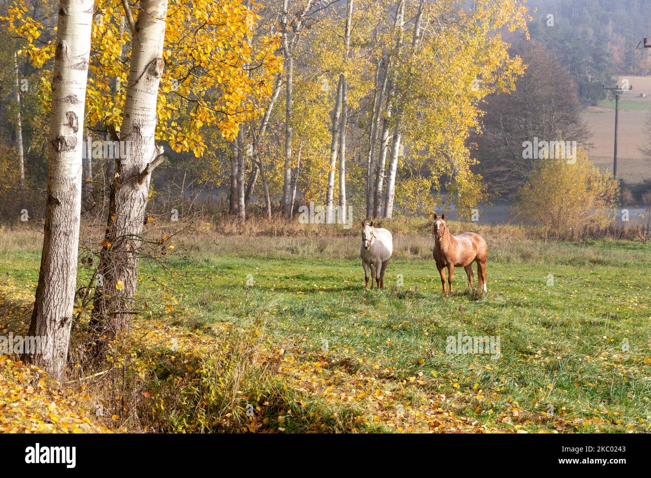 Two horses grazing on autumn morning pasture. Stock Photo