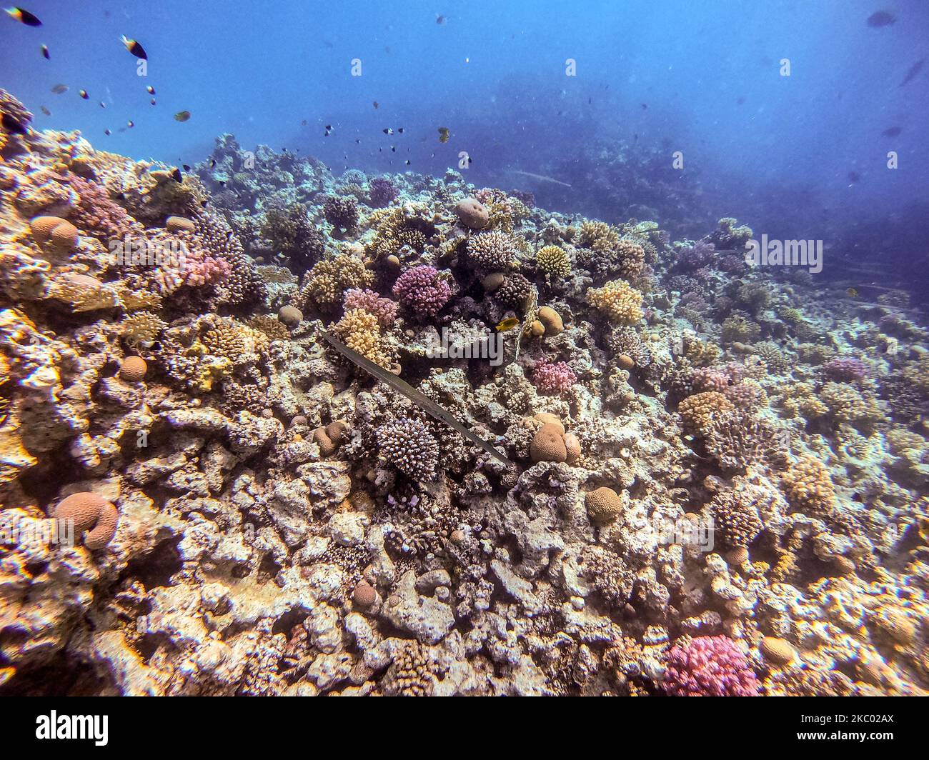Shoal of tropical bluespotted fish, smooth fish or smooth