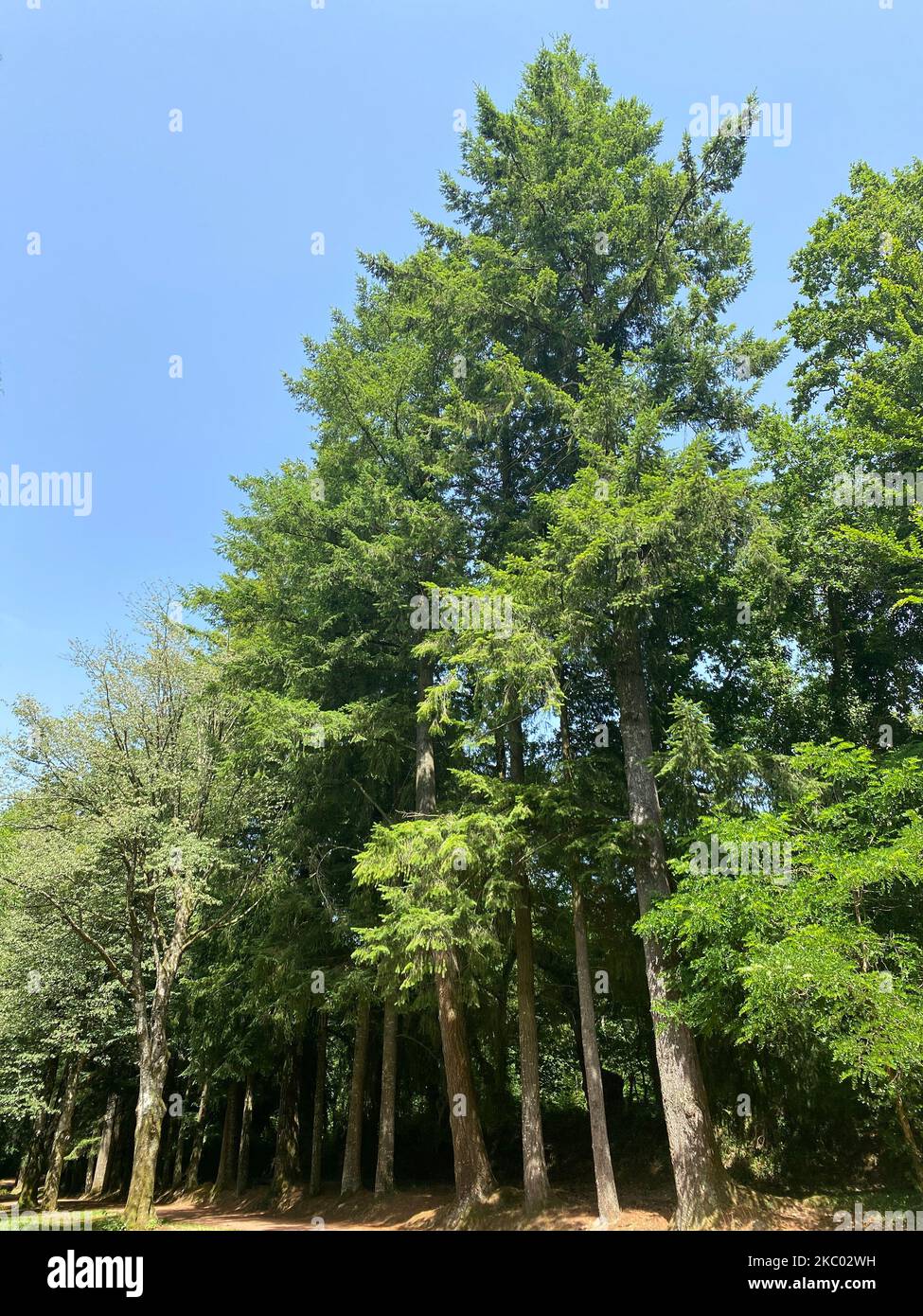 A forest with green pine trees against a blue sky on a sunny day Stock ...