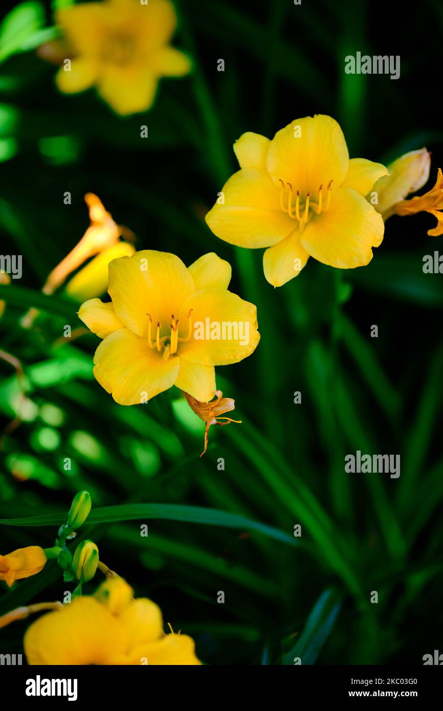 The yellow daylilies in the garden, closeup, vertical Stock Photo Alamy
