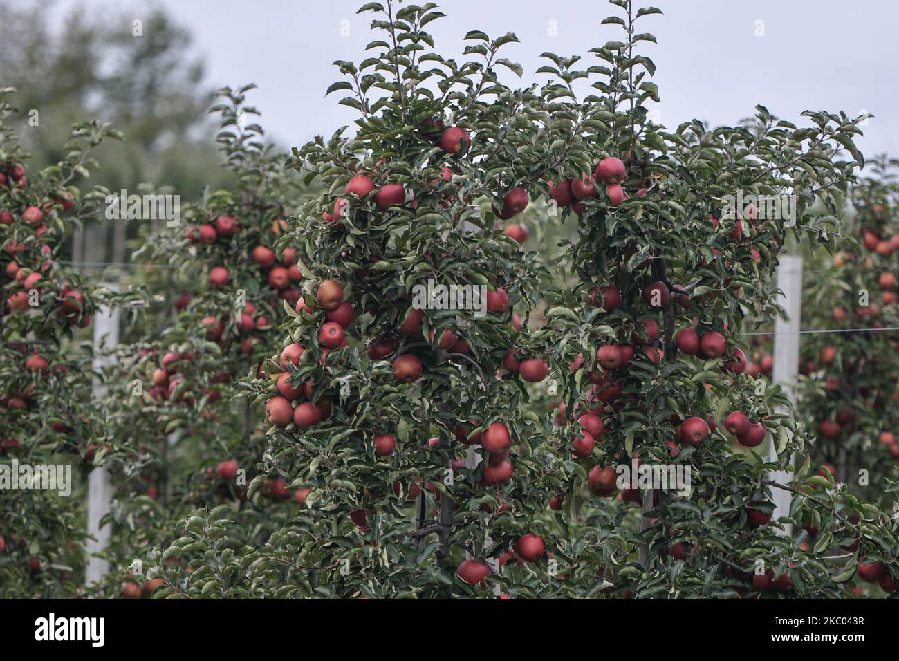 Apple harvesting equipment hires stock photography and images Alamy