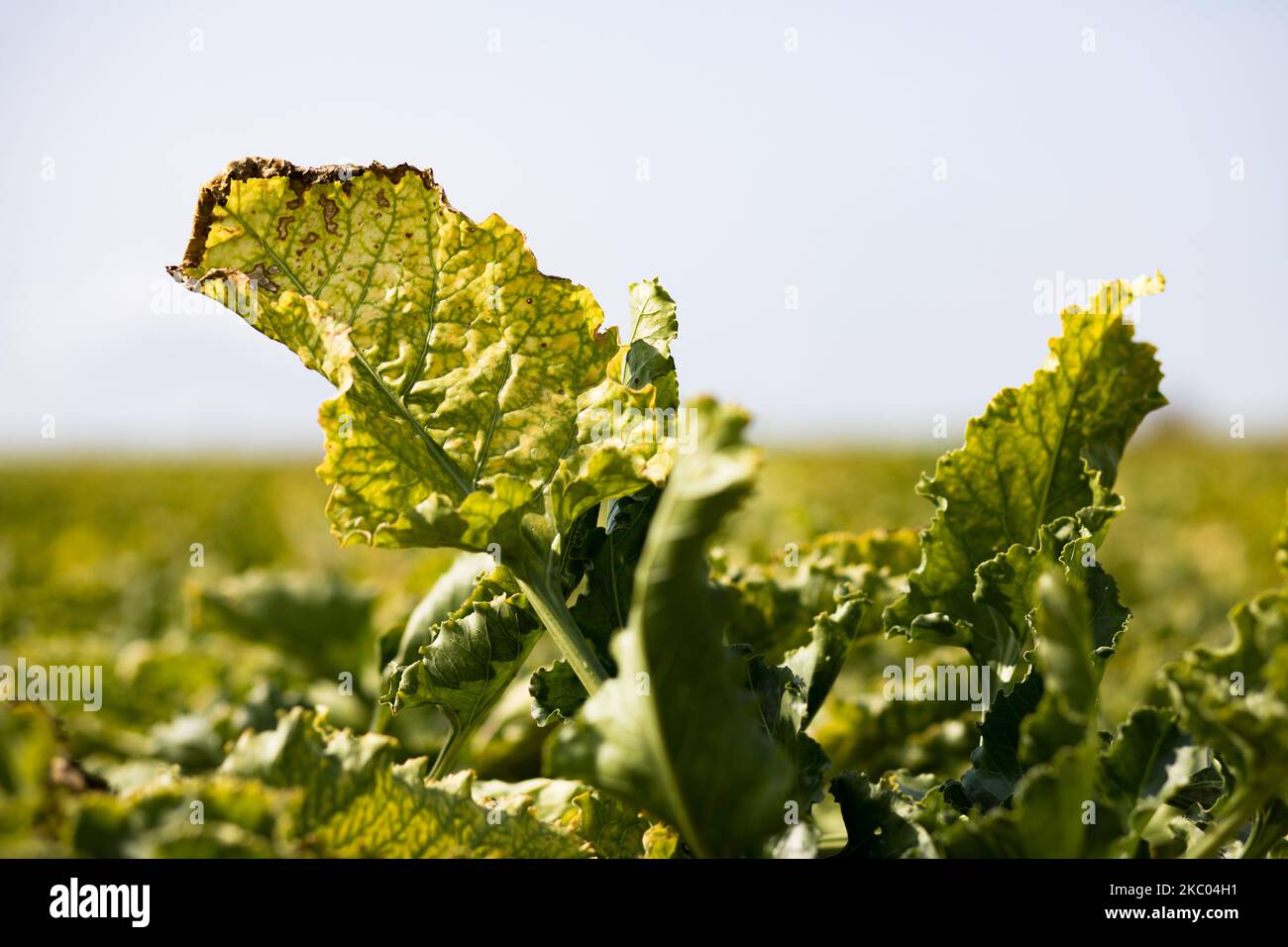 A beet plant contaminated by yellowing. Last spring, the plant fell