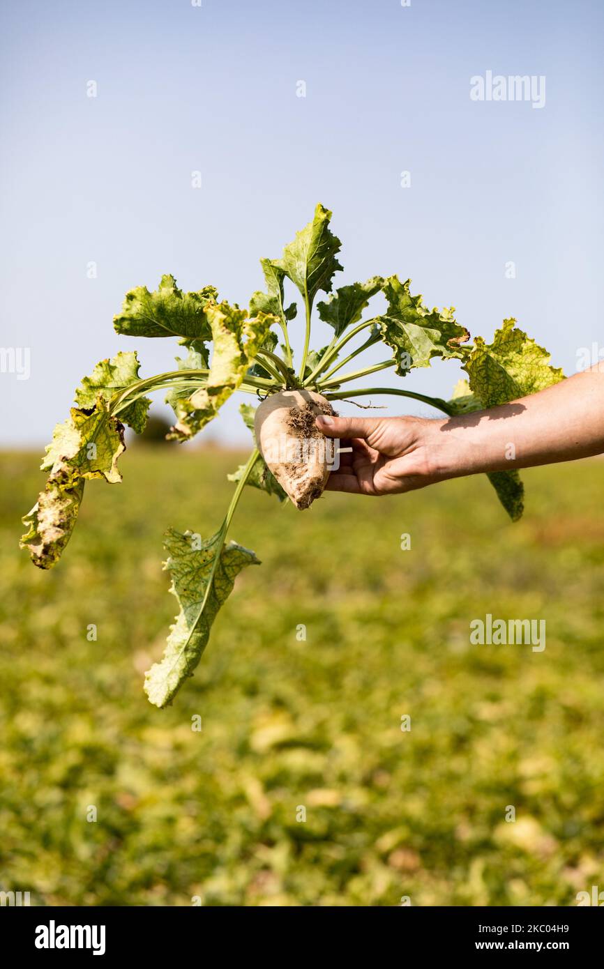 A beet plant contaminated by yellowing. Last spring, the plant fell victim to an aphid that transmitted the yellowing virus, blocking photosynthesis. The result: leaves that lose their greenness, beets that do not grow, and a lower sugar content than usual. This unprecedented crisis is threatening the beet industry. On September 11, 2020 in Saint-Just-en-Brie, France. (Photo by Emeric Fohlen/NurPhoto) Stock Photo