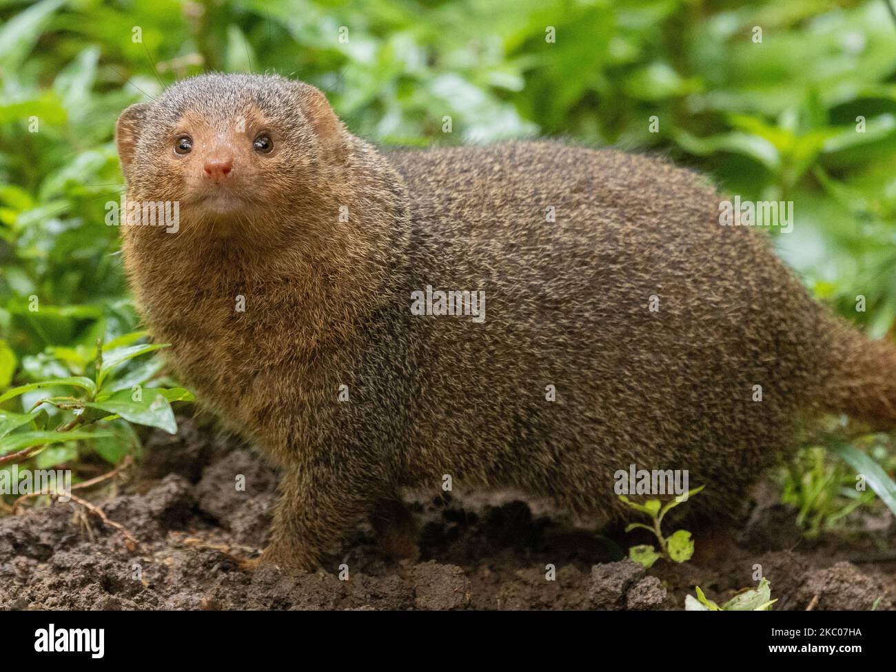 A small Indian mongoose (Herpestes auropunctatus) resting on the grass ...
