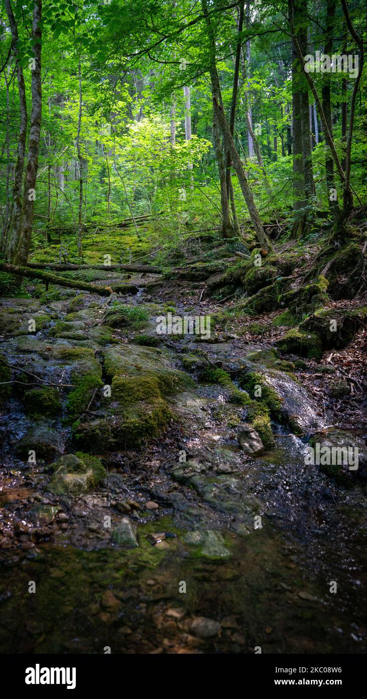 A vertical shot of rocky river surrounded by dense trees in forest Stock Photo