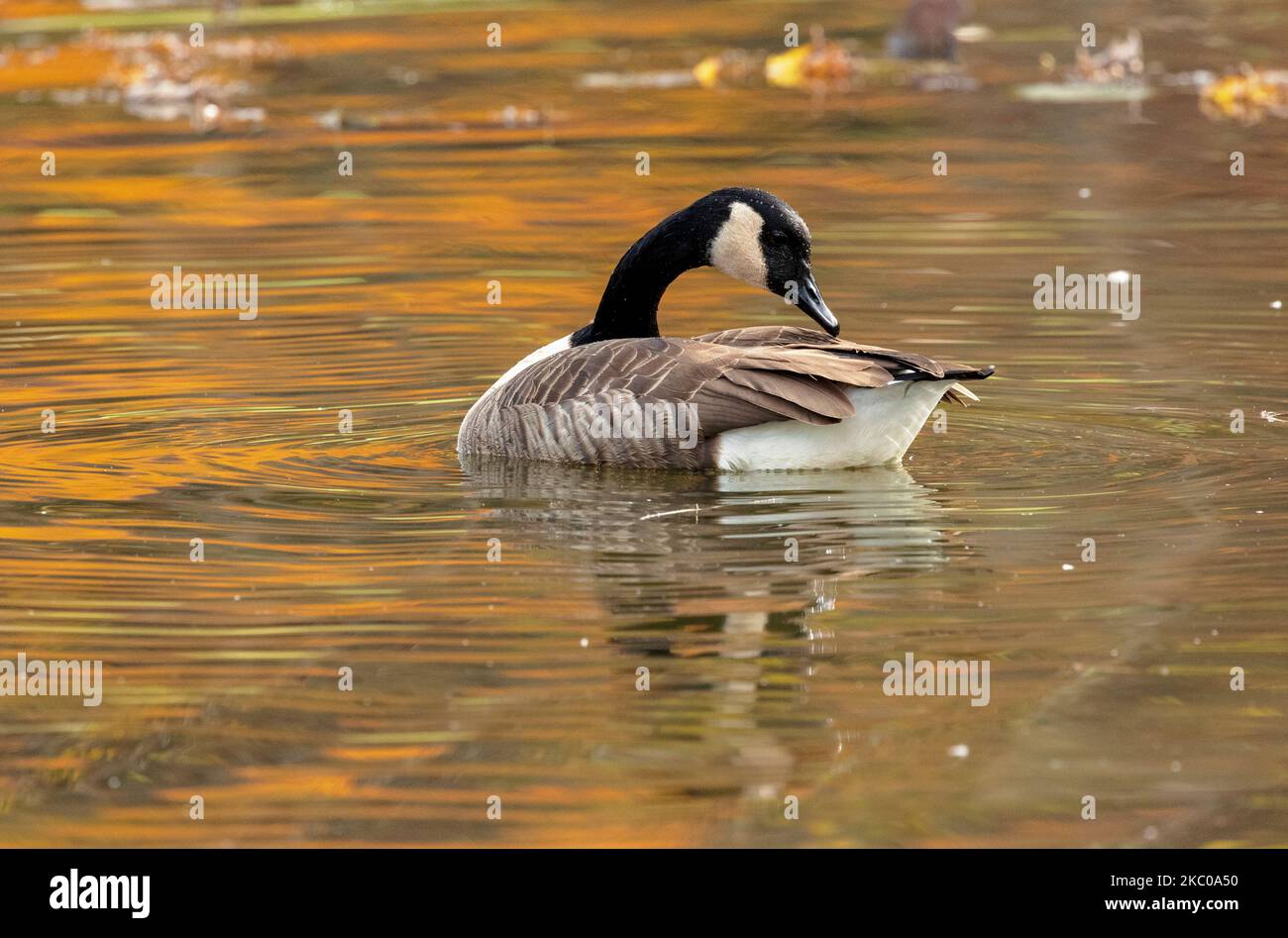 Canada goose on autumn pond Stock Photo