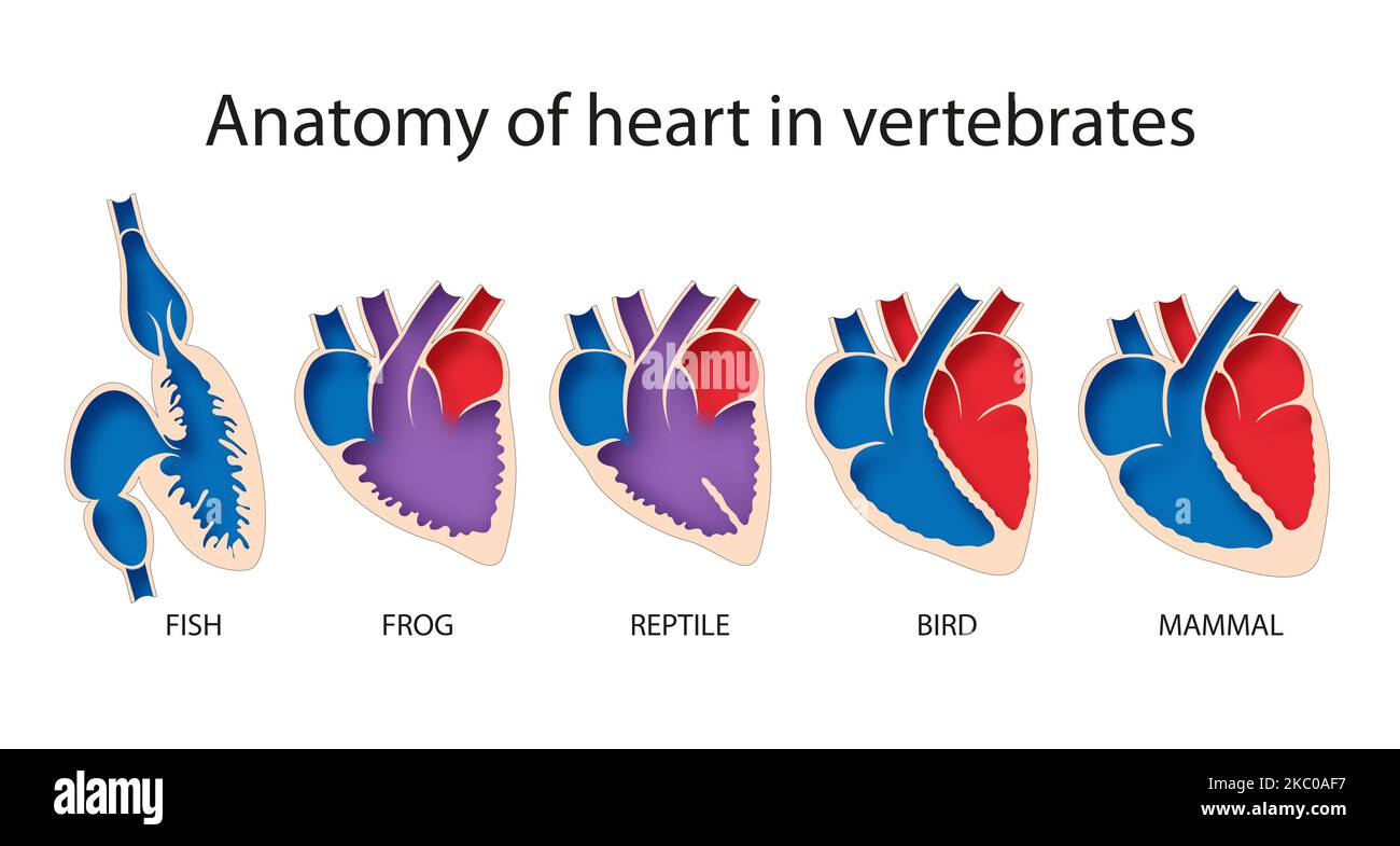 Comparative anatomy of heart in vertebrates diagram Stock Photo