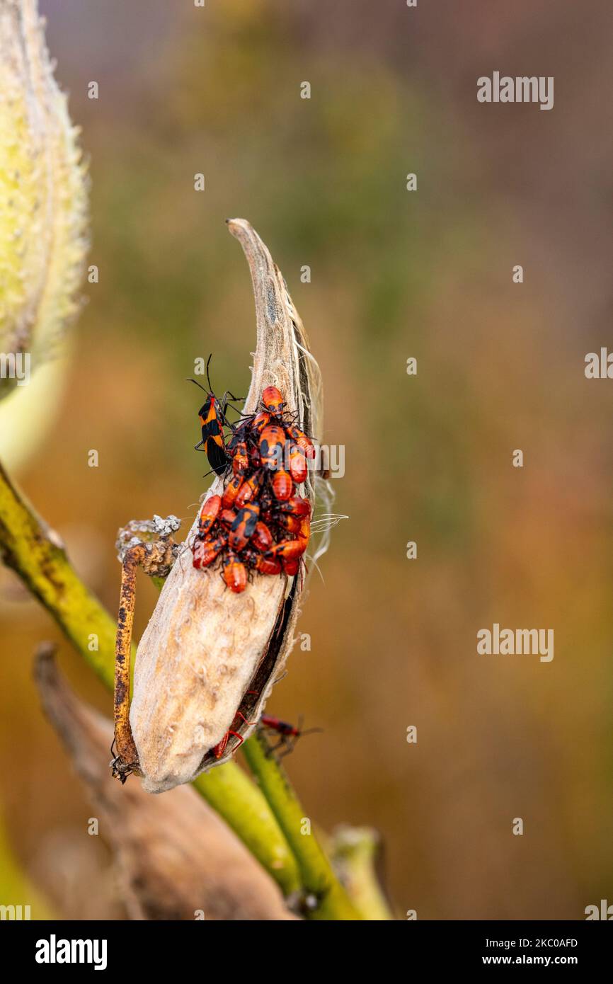 Milkweed bugs on common milkweed seed pod Stock Photo Alamy