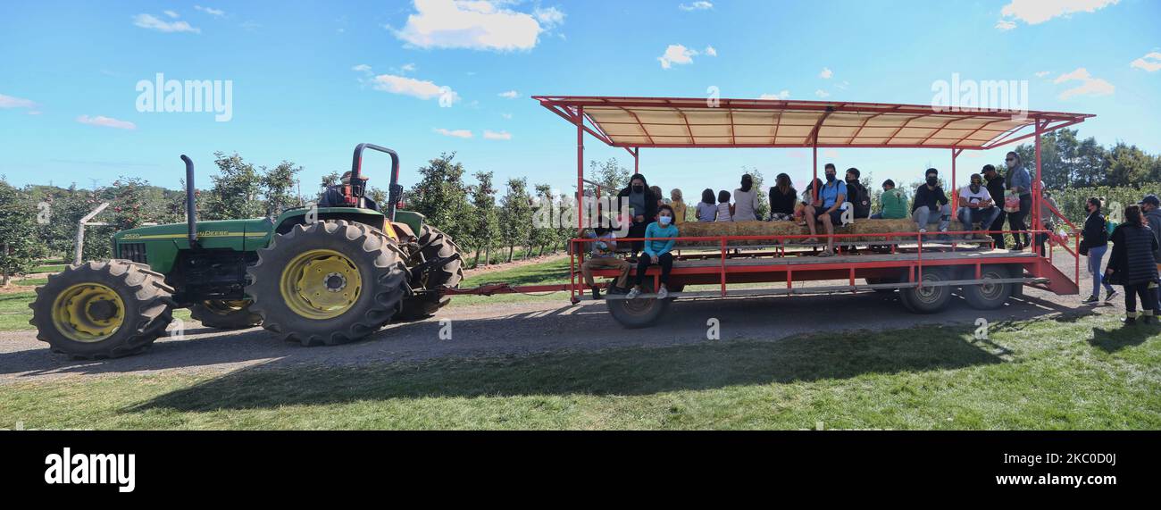 People wear face masks while on a hay ride at a farm during the novel coronavirus (COVID-19) pandemic in Milton, Ontario, Canada on September 20, 2020. Cases have continued to spike in Ontario as Provincial health officials recorded 478 new cases of the virus today, up from the 425 reported one day ago. This is the third day that over 400 new cases have been recorded as new infections continue to climb in Toronto, Peel, and Ottawa. (Photo by Creative Touch Imaging Ltd./NurPhoto) Stock Photo