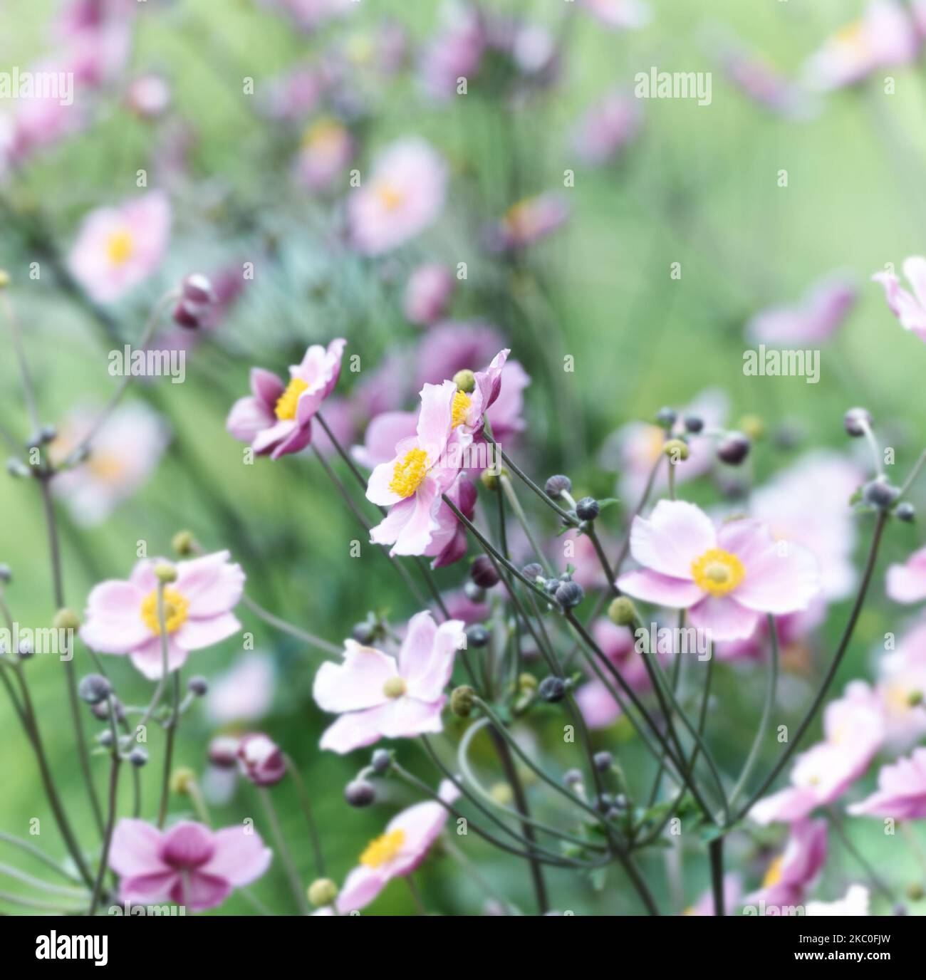 Nature background with spring flowers. (Anemone scabiosa). Selective and soft focus. Stock Photo
