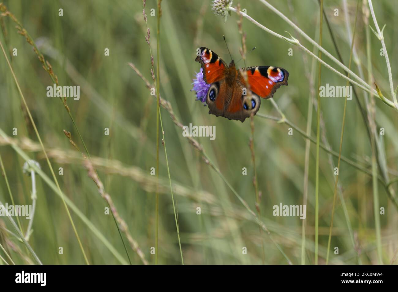 Peacock butterfly or Aglais io sitting on a lilac colored flowers in a green meadow with lots of grass Stock Photo