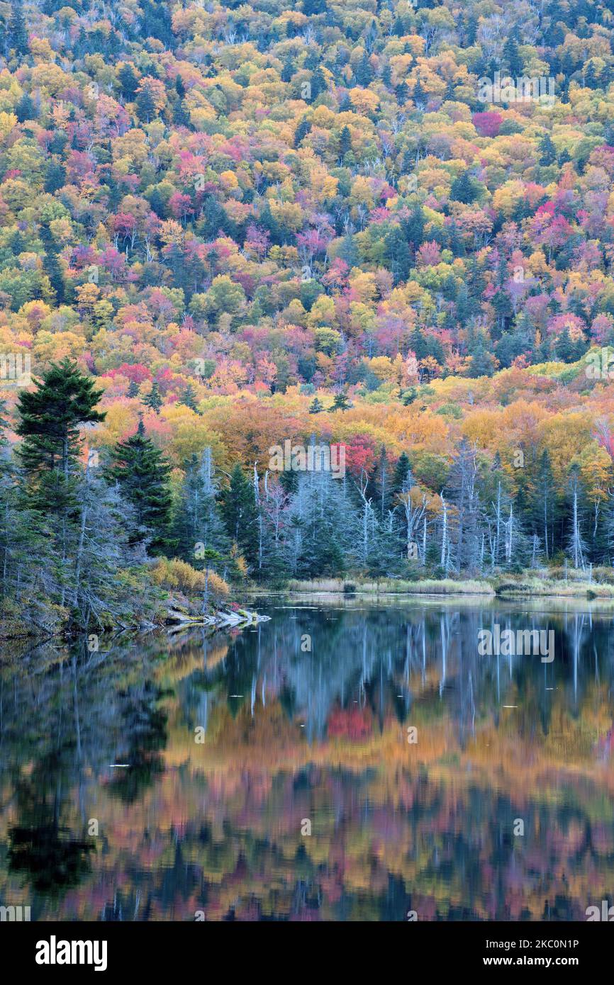 Autumn colors in White Mountain National Forest. Reflection of colorful ...