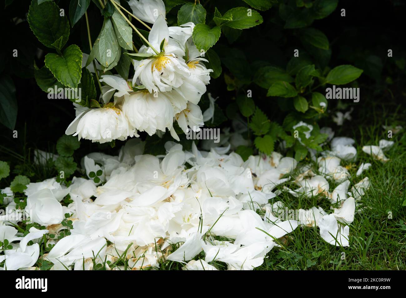 The milk White pentecost Rose Paeonia lactiflora Stock Photo - Alamy