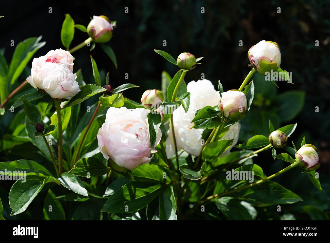 The milk White pentecost Rose Paeonia lactiflora Stock Photo