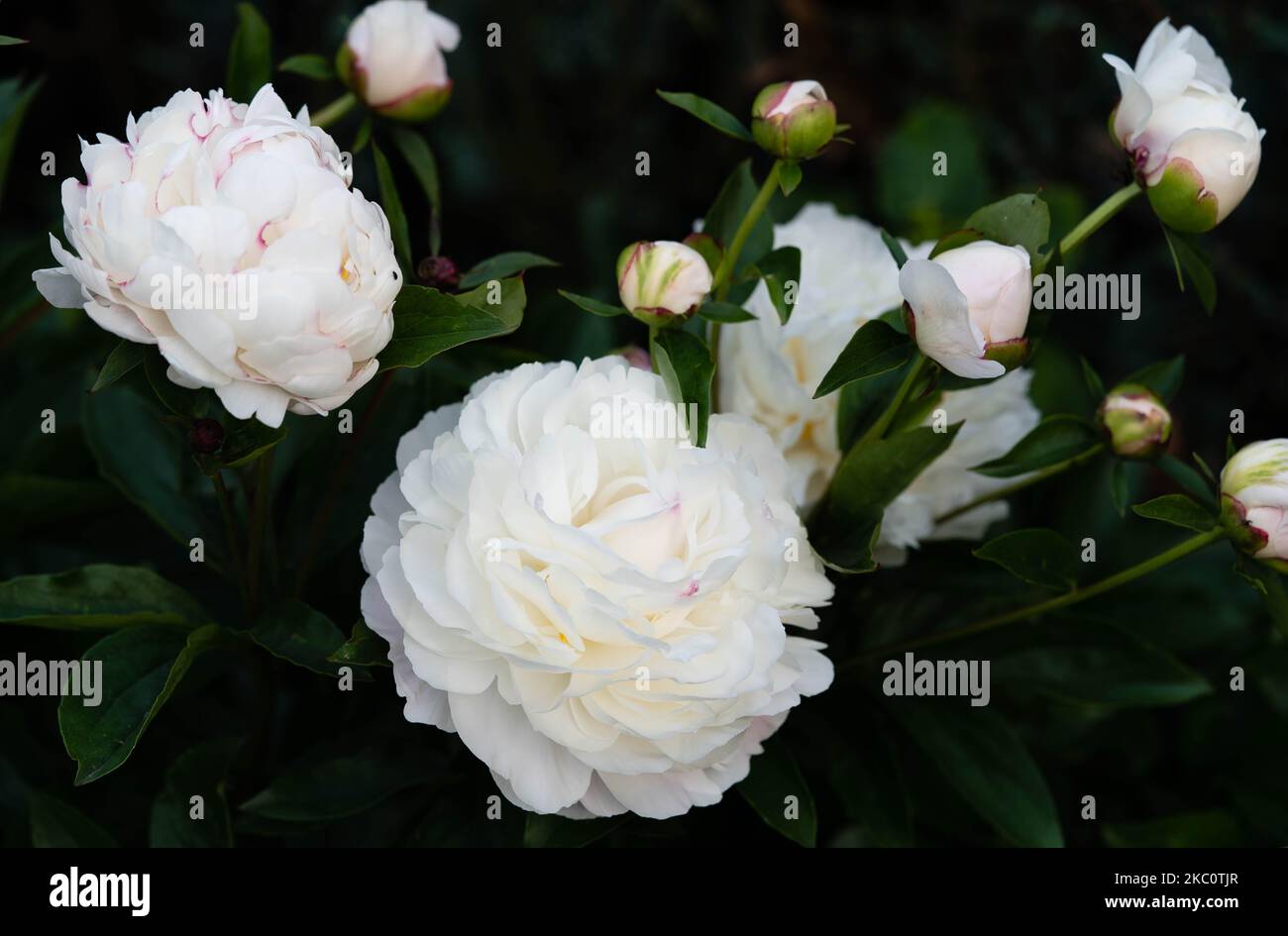 The milk White pentecost Rose Paeonia lactiflora Stock Photo