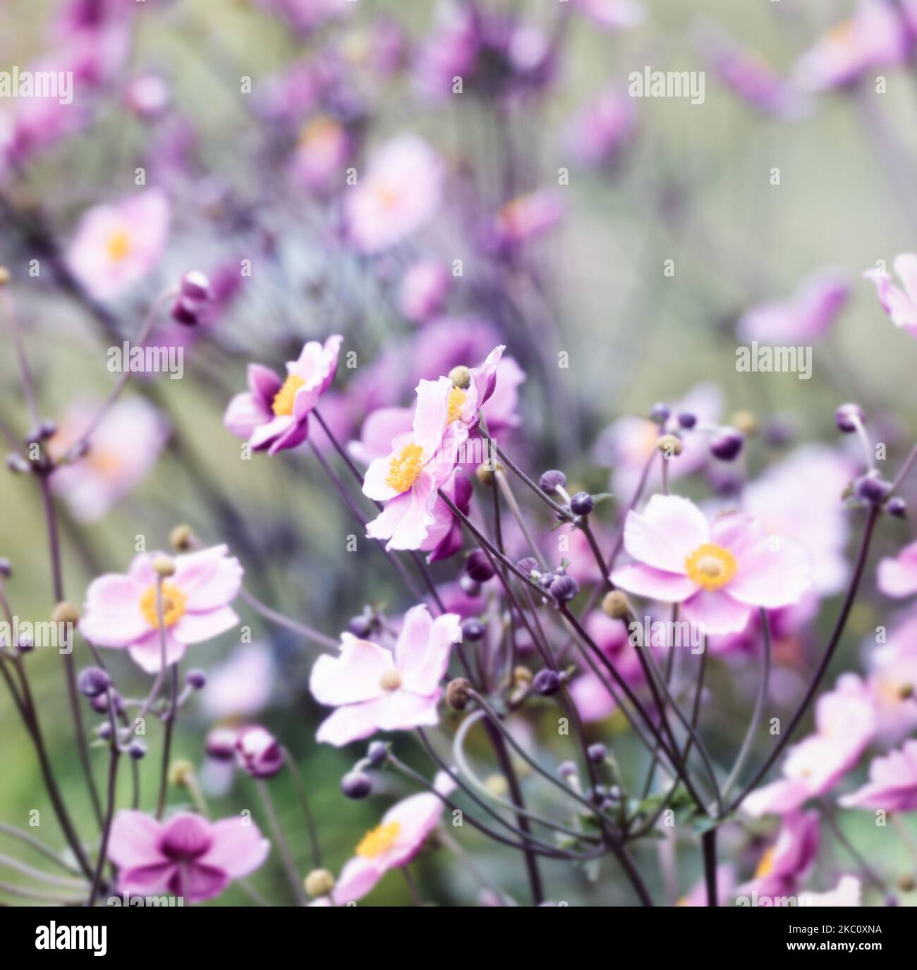 Nature background with spring flowers. (Anemone scabiosa). Selective and soft focus. Stock Photo