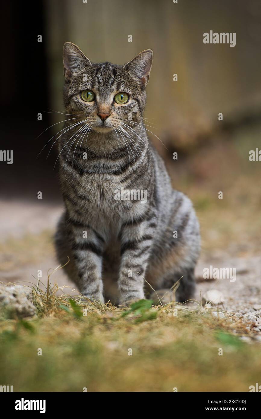 Tabby cat in the garden hi-res stock photography and images - Alamy