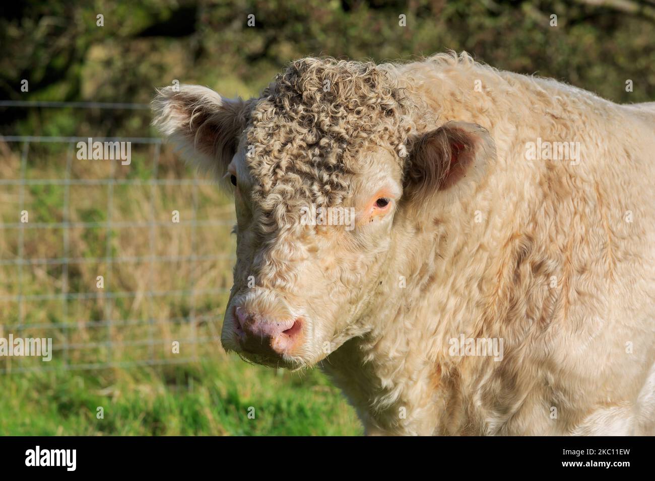 Close up on the head of a young Whitebred Shorthorn bull lit by evening sun Stock Photo