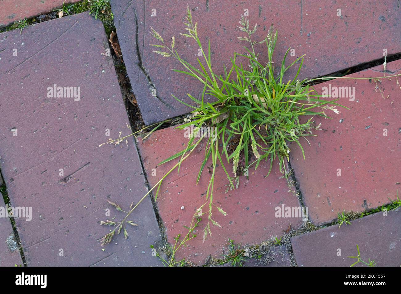 Einjähriges Rispengras, in den Fugen zwischen Pflastersteinen, Fuge, Poa annua, annual meadow grass, annual bluegrass, poa, Le pâturin annuel Stock Photo