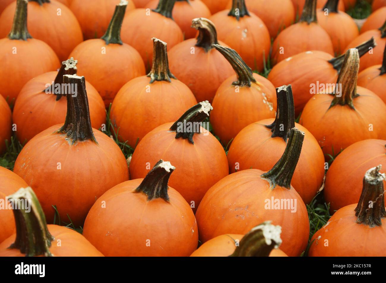 Small pumpkins at a farm during the novel coronavirus (COVID-19) pandemic in Markham, Ontario, Canada, on October 03, 2020. Cases of COVID-19 continue to rise, with record daily numbers across the Greater Toronto Area. Calls to place the city of Toronto back into lockdown to slow the spread of the virus are mounting from healthcare officials. (Photo by Creative Touch Imaging Ltd./NurPhoto) Stock Photo