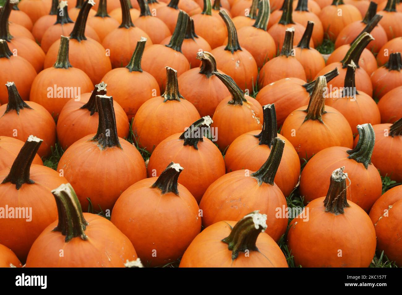 Pumpkins at a farm during the novel coronavirus (COVID-19) pandemic in Markham, Ontario, Canada, on October 03, 2020. Cases of COVID-19 continue to rise, with record daily numbers across the Greater Toronto Area. Calls to place the city of Toronto back into lockdown to slow the spread of the virus are mounting from healthcare officials. (Photo by Creative Touch Imaging Ltd./NurPhoto) Stock Photo