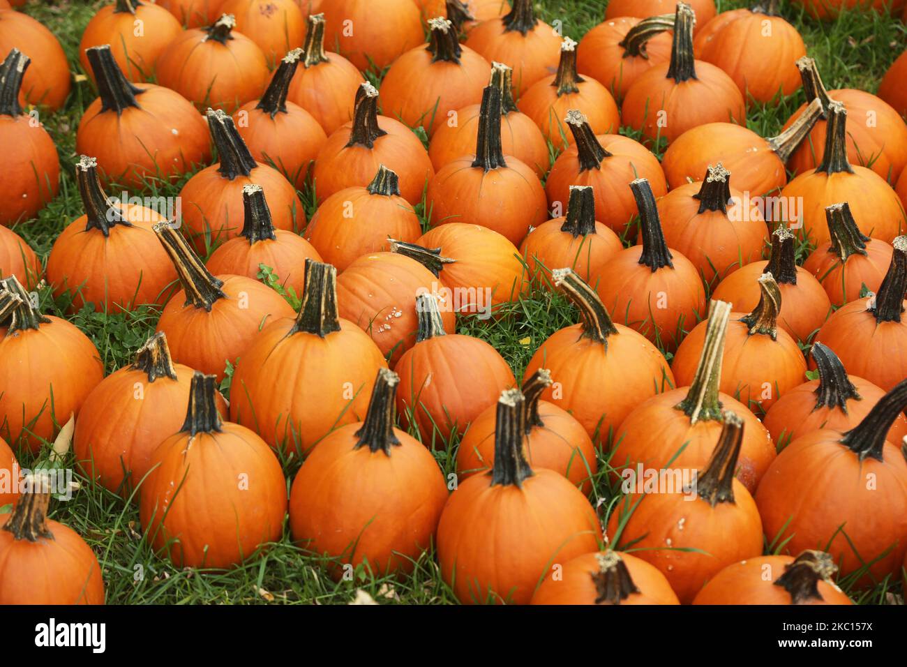 Small pumpkins at a farm during the novel coronavirus (COVID-19) pandemic in Markham, Ontario, Canada, on October 03, 2020. Cases of COVID-19 continue to rise, with record daily numbers across the Greater Toronto Area. Calls to place the city of Toronto back into lockdown to slow the spread of the virus are mounting from healthcare officials. (Photo by Creative Touch Imaging Ltd./NurPhoto) Stock Photo