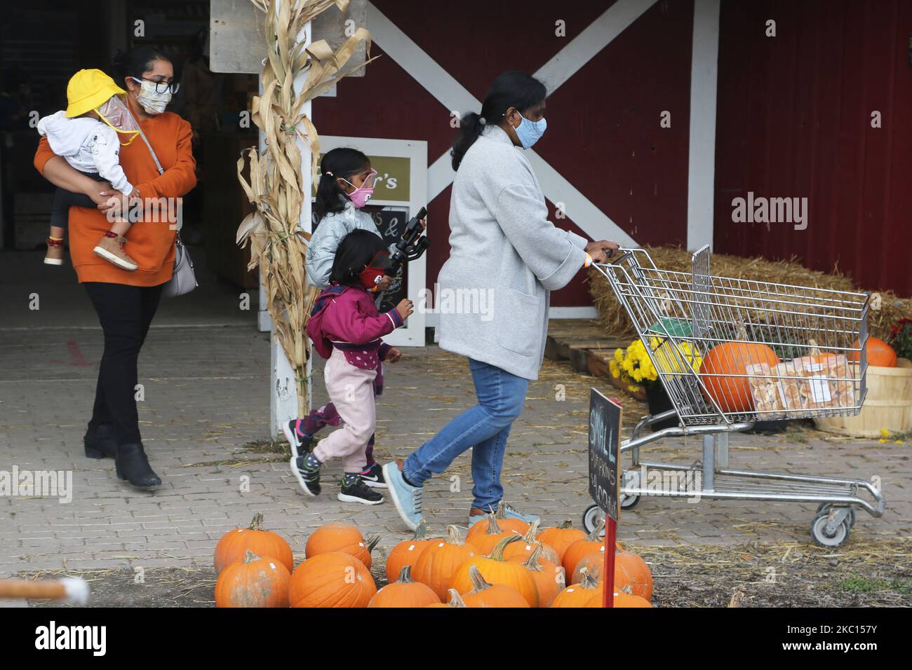 People wearing face masks and face shields to protect them from the novel coronavirus (COVID-19) while selecting pumpkins for Thanksgiving and Halloween at a farm in Markham, Ontario, Canada, on October 03, 2020. Cases of COVID-19 continue to rise, with record daily numbers across the Greater Toronto Area. Calls to place the city of Toronto back into lockdown to slow the spread of the virus are mounting from healthcare officials. (Photo by Creative Touch Imaging Ltd./NurPhoto) Stock Photo