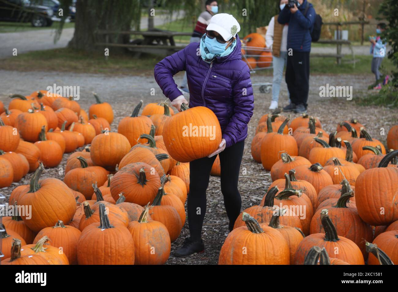 People wearing face masks to protect them from the novel coronavirus (COVID-19) while selecting pumpkins for Thanksgiving and Halloween at a farm in Markham, Ontario, Canada, on October 03, 2020. Cases of COVID-19 continue to rise, with record daily numbers across the Greater Toronto Area. Calls to place the city of Toronto back into lockdown to slow the spread of the virus are mounting from healthcare officials. (Photo by Creative Touch Imaging Ltd./NurPhoto) Stock Photo
