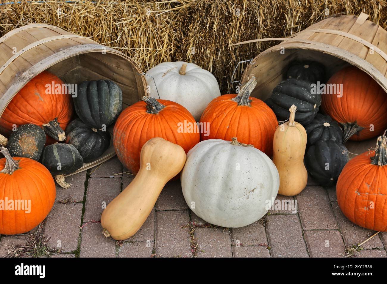 Pumpkins and squash at a farm during the novel coronavirus (COVID-19) pandemic in Markham, Ontario, Canada, on October 03, 2020. Cases of COVID-19 continue to rise, with record daily numbers across the Greater Toronto Area. Calls to place the city of Toronto back into lockdown to slow the spread of the virus are mounting from healthcare officials. (Photo by Creative Touch Imaging Ltd./NurPhoto) Stock Photo