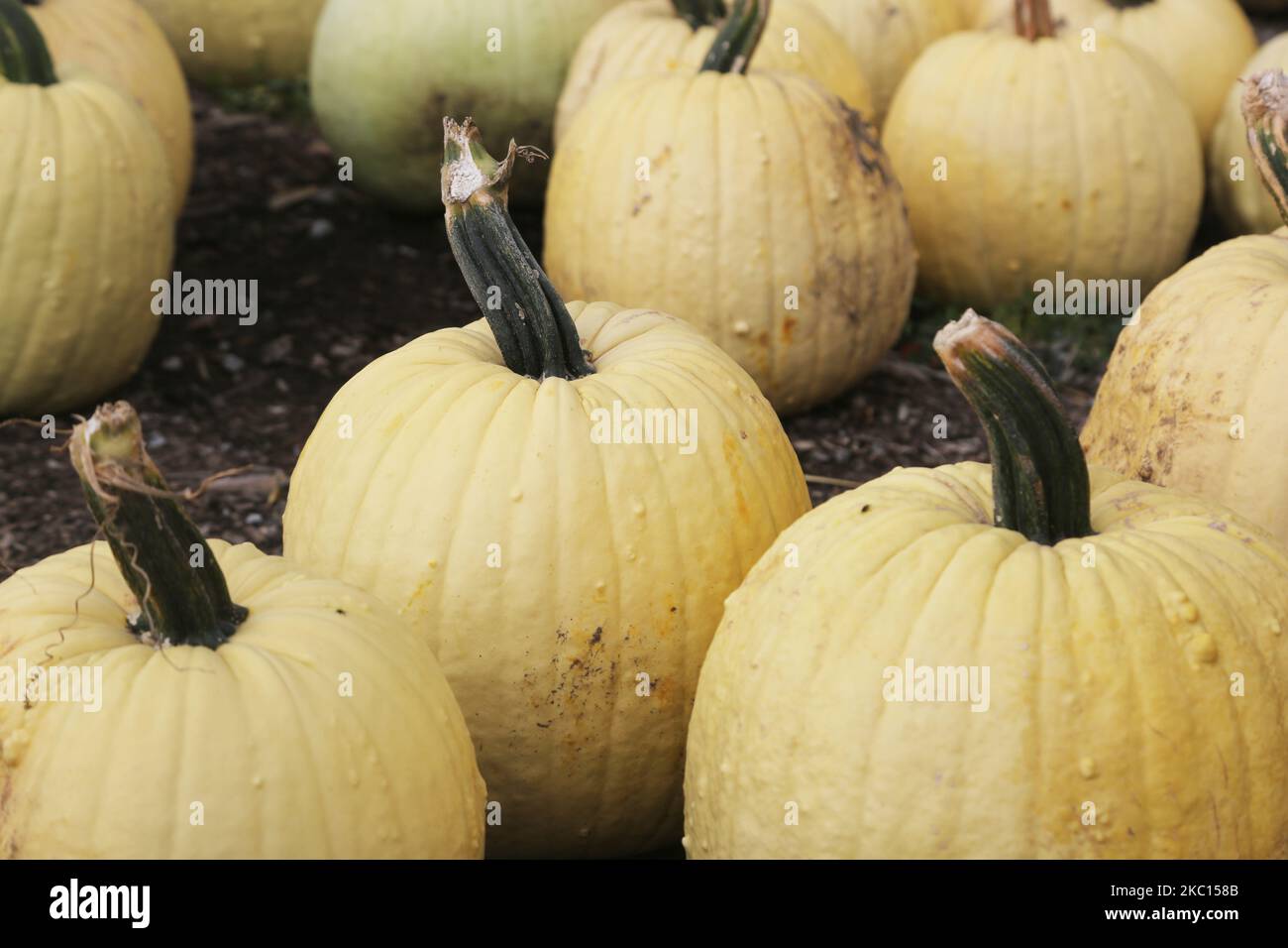 Yellow-white pumpkins at a farm during the novel coronavirus (COVID-19) pandemic in Markham, Ontario, Canada, on October 03, 2020. Cases of COVID-19 continue to rise, with record daily numbers across the Greater Toronto Area. Calls to place the city of Toronto back into lockdown to slow the spread of the virus are mounting from healthcare officials. (Photo by Creative Touch Imaging Ltd./NurPhoto) Stock Photo