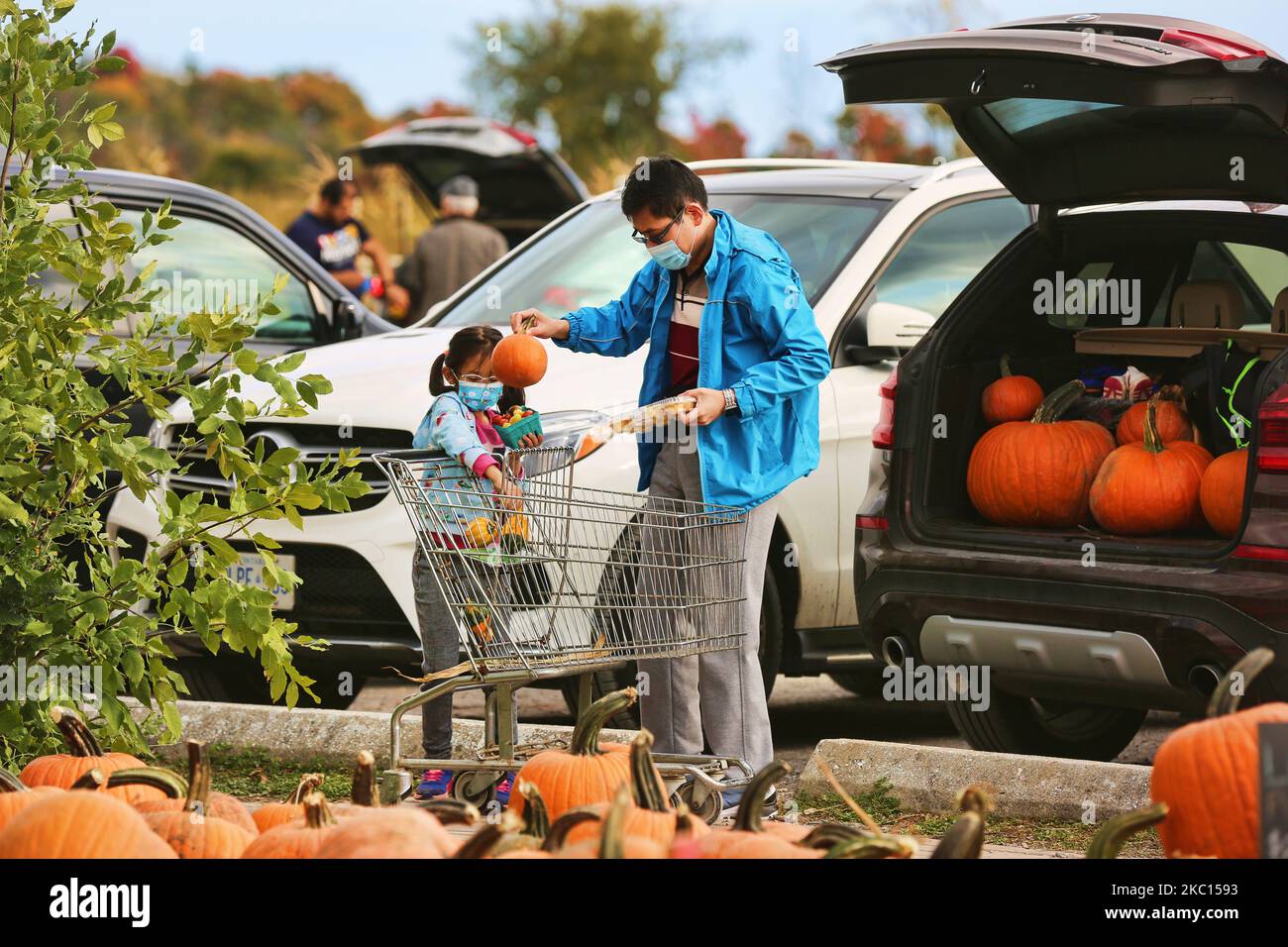 People wearing face masks to protect them from the novel coronavirus (COVID-19) select pumpkins for Thanksgiving and Halloween at a farm in Markham, Ontario, Canada, on October 03, 2020. Cases of COVID-19 continue to rise, with record daily numbers across the Greater Toronto Area. Calls to place the city of Toronto back into lockdown to slow the spread of the virus are mounting from healthcare officials. (Photo by Creative Touch Imaging Ltd./NurPhoto) Stock Photo