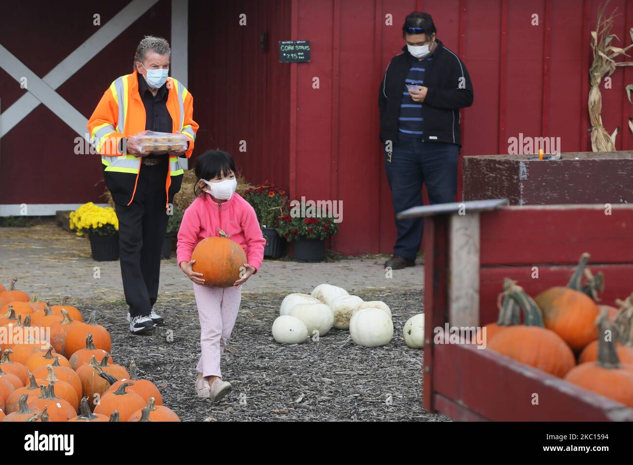 People wearing face masks to protect them from the novel coronavirus (COVID-19) while selecting pumpkins for Thanksgiving and Halloween at a farm in Markham, Ontario, Canada, on October 03, 2020. Cases of COVID-19 continue to rise, with record daily numbers across the Greater Toronto Area. Calls to place the city of Toronto back into lockdown to slow the spread of the virus are mounting from healthcare officials. (Photo by Creative Touch Imaging Ltd./NurPhoto) Stock Photo