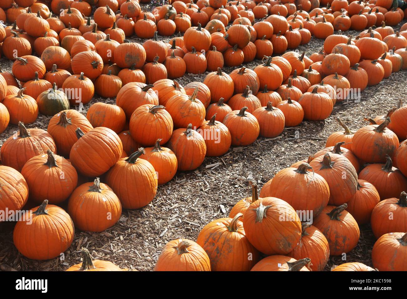 Pumpkins at a farm during the novel coronavirus (COVID-19) pandemic in Markham, Ontario, Canada, on October 03, 2020. Cases of COVID-19 continue to rise, with record daily numbers across the Greater Toronto Area. Calls to place the city of Toronto back into lockdown to slow the spread of the virus are mounting from healthcare officials. (Photo by Creative Touch Imaging Ltd./NurPhoto) Stock Photo