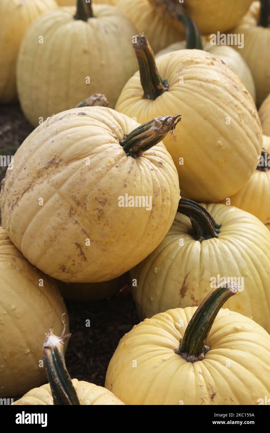 Yellow-white pumpkins at a farm during the novel coronavirus (COVID-19) pandemic in Markham, Ontario, Canada, on October 03, 2020. Cases of COVID-19 continue to rise, with record daily numbers across the Greater Toronto Area. Calls to place the city of Toronto back into lockdown to slow the spread of the virus are mounting from healthcare officials. (Photo by Creative Touch Imaging Ltd./NurPhoto) Stock Photo