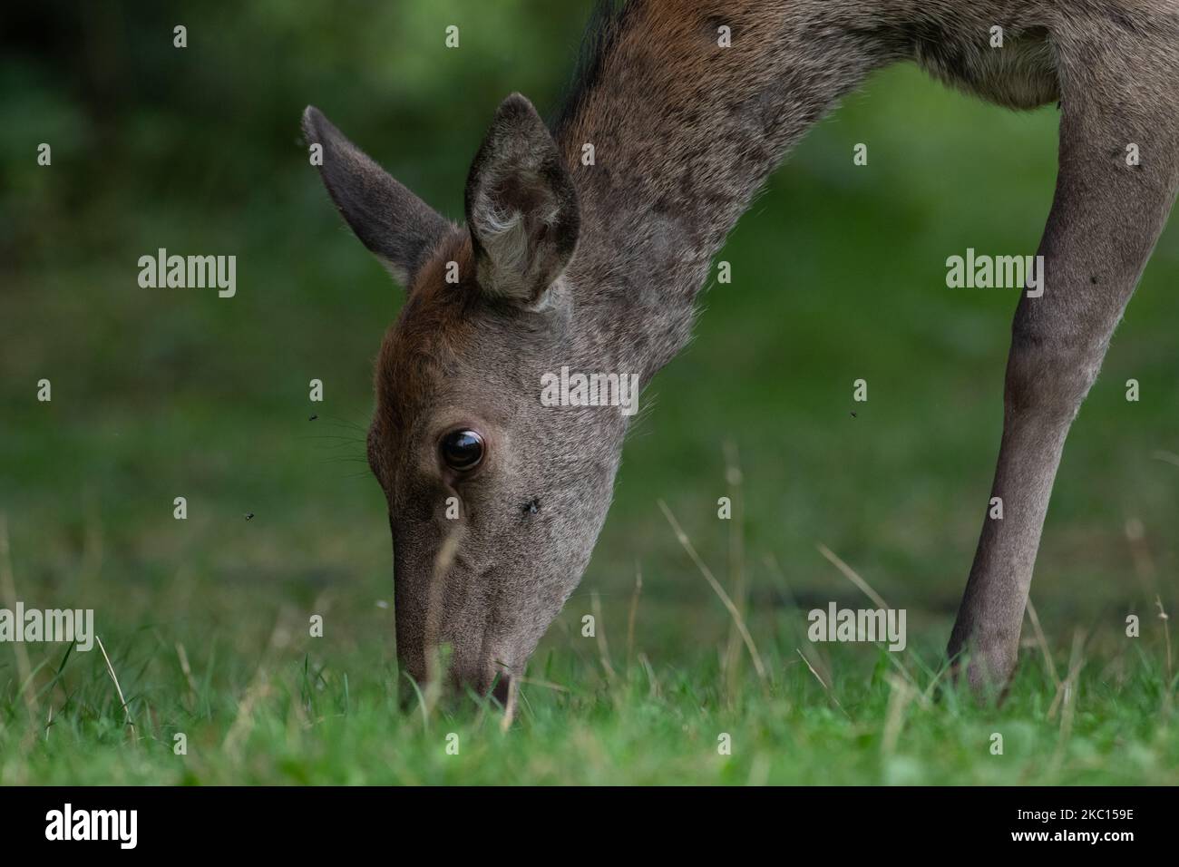 A female deer during mating period in Abruzzo, Lazio and Molise National Park (Parco Nazionale d'Abruzzo, Lazio e Molise - PNALM) on October 2, 2020. (Photo by Lorenzo Di Cola/NurPhoto) Stock Photo