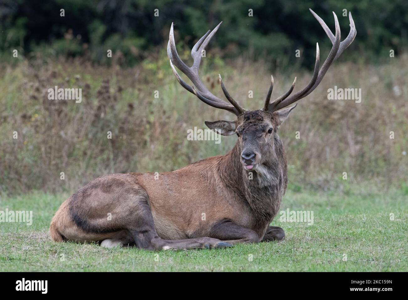 A male deer during mating period in Abruzzo, Lazio and Molise National Park (Parco Nazionale d'Abruzzo, Lazio e Molise - PNALM) on October 2, 2020. (Photo by Lorenzo Di Cola/NurPhoto) Stock Photo