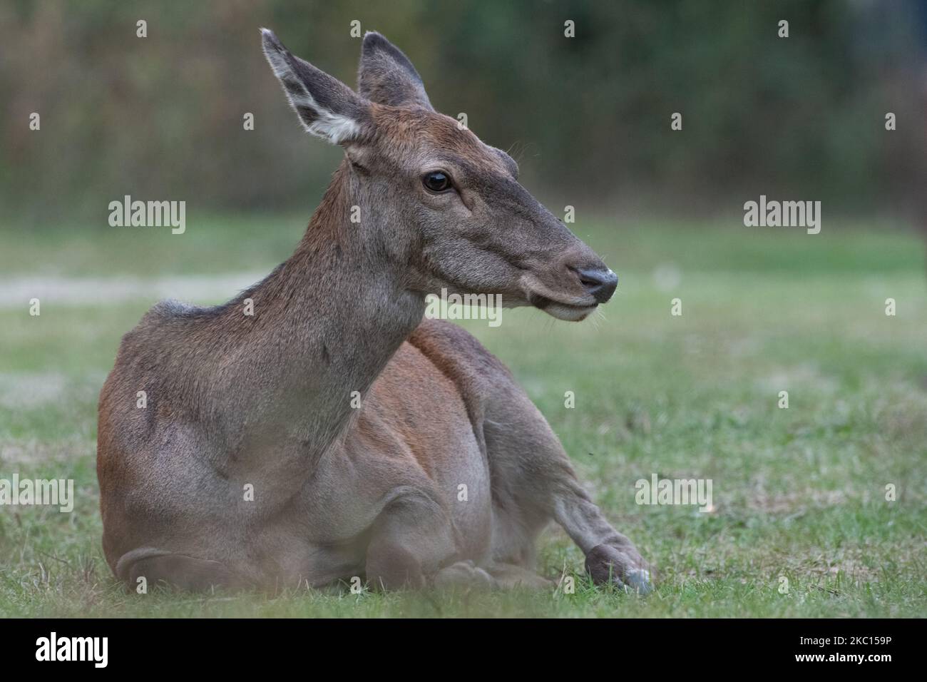 A female deer during mating period in Abruzzo, Lazio and Molise National Park (Parco Nazionale d'Abruzzo, Lazio e Molise - PNALM) on October 2, 2020. (Photo by Lorenzo Di Cola/NurPhoto) Stock Photo