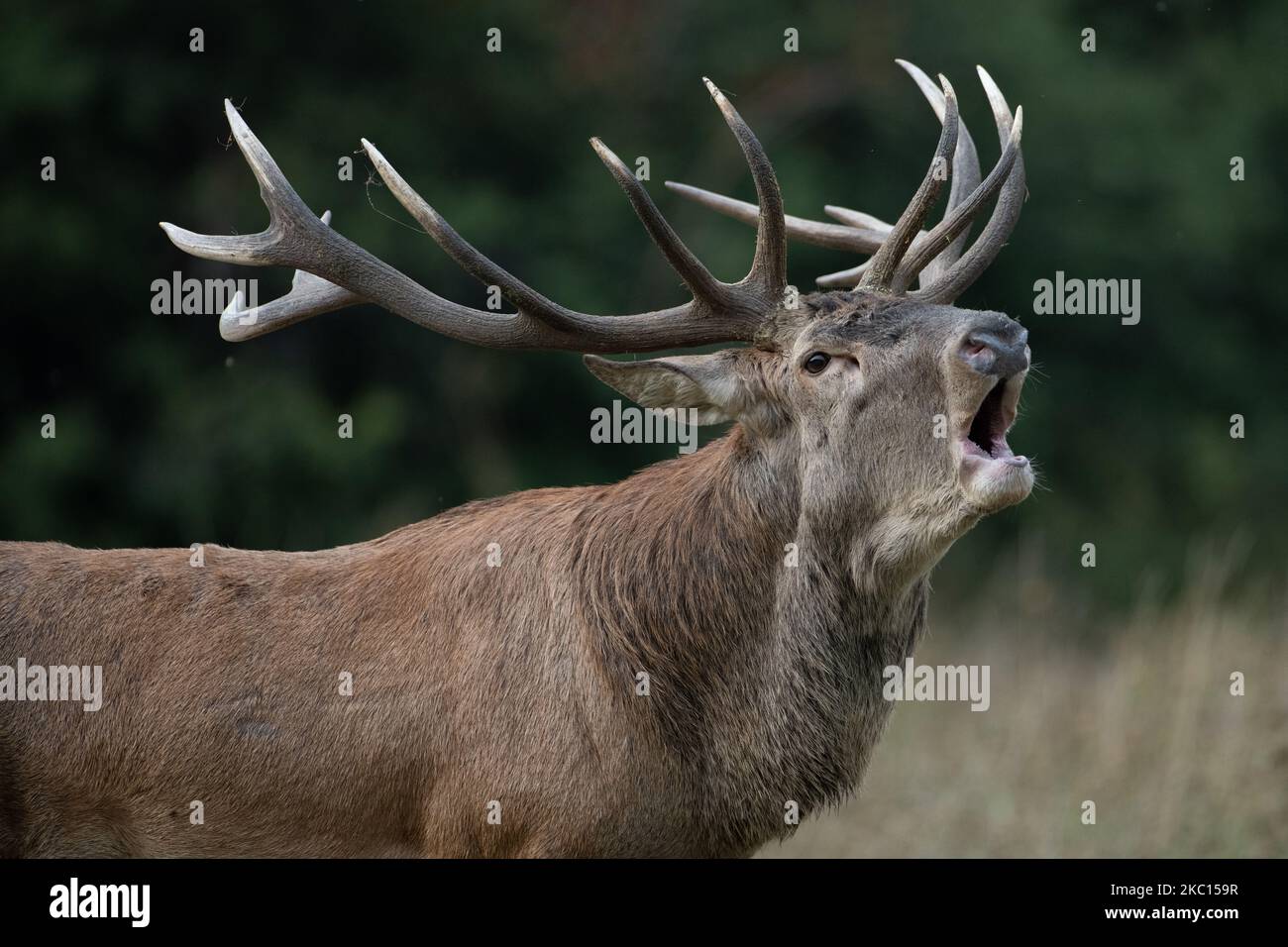 A male deer rutting during mating period in Abruzzo, Lazio and Molise National Park (Parco Nazionale d'Abruzzo, Lazio e Molise - PNALM) on October 2, 2020. (Photo by Lorenzo Di Cola/NurPhoto) Stock Photo