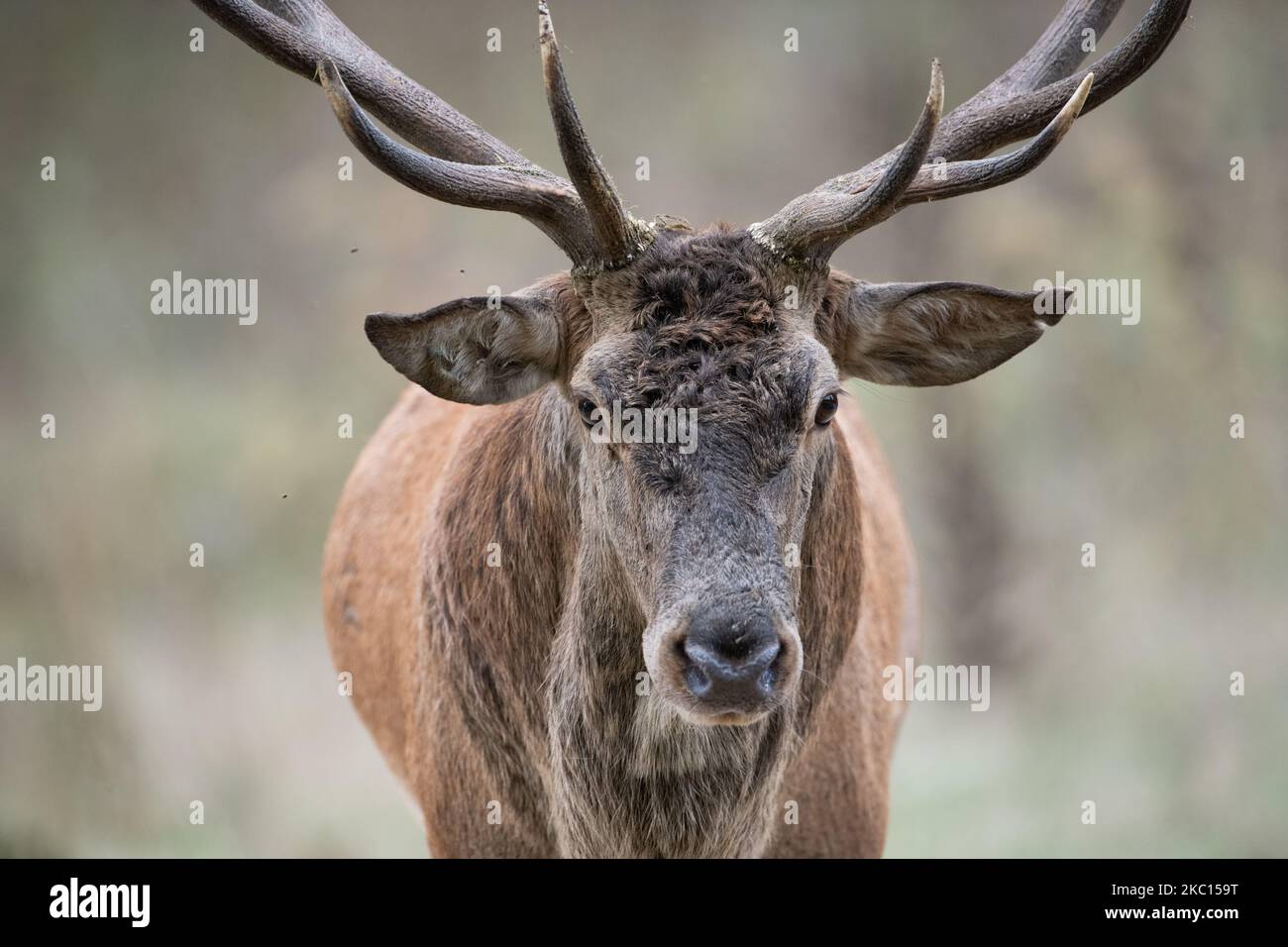 A male deer during mating period in Abruzzo, Lazio and Molise National Park (Parco Nazionale d'Abruzzo, Lazio e Molise - PNALM) on October 2, 2020. (Photo by Lorenzo Di Cola/NurPhoto) Stock Photo