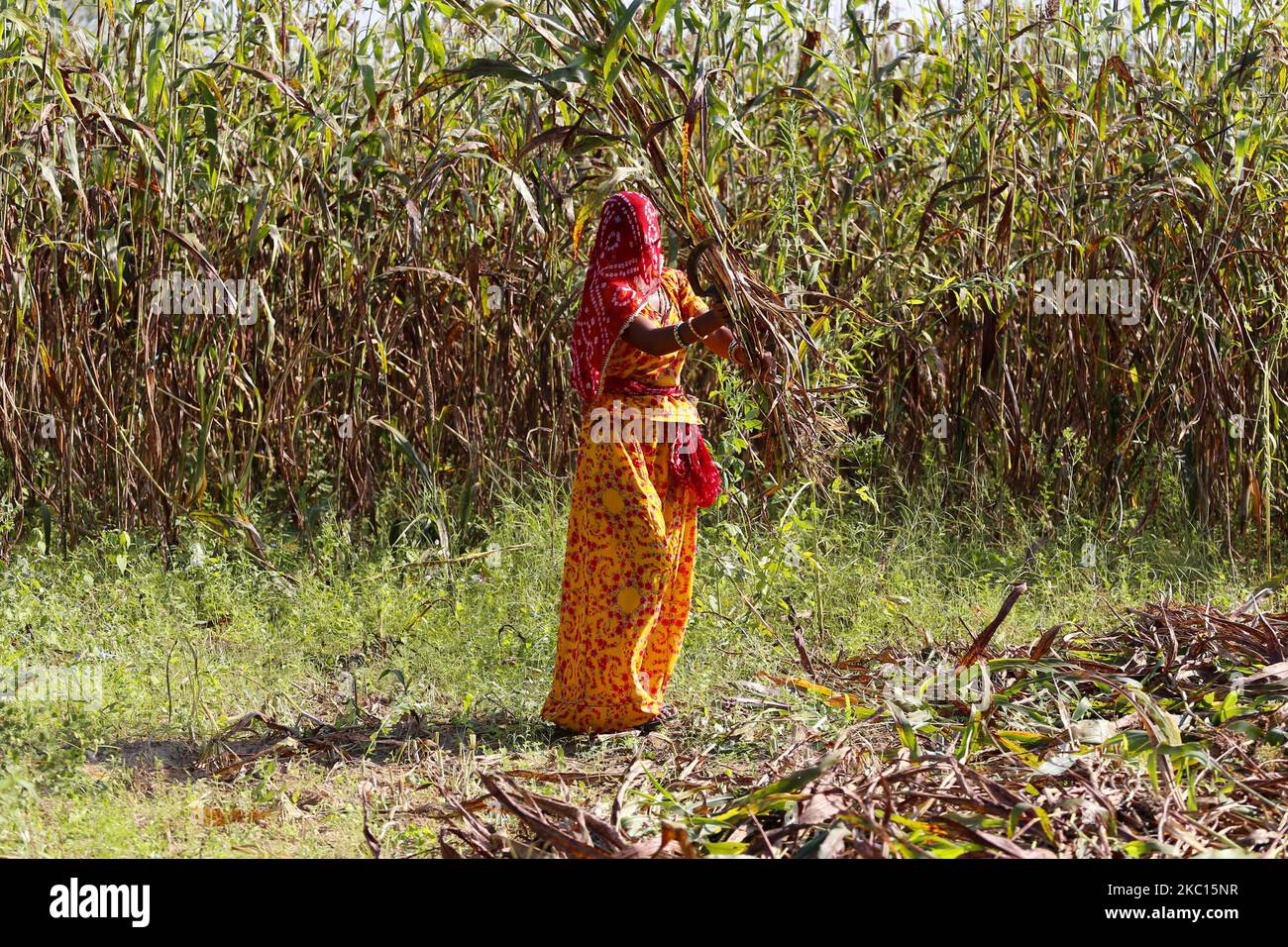 Indian Farmer Harvest millet in a field on the outskirts village of